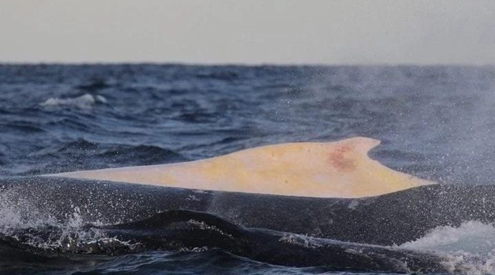 Σπάνιο είδος φάλαινας που “έχασε τον δρόμο”… βρέθηκε στον Τάμεση, στο Λονδίνο!